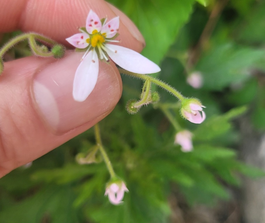풀꽃향기 동호회